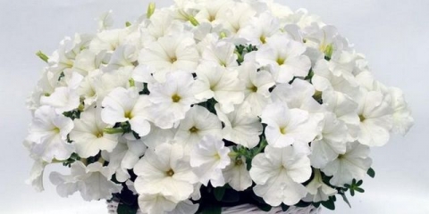 Petunia gioconda - opis sorte