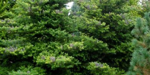 Korejska jela: fotografija i opis