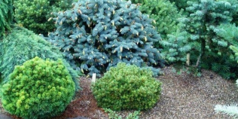 Jela: sadnja i njega