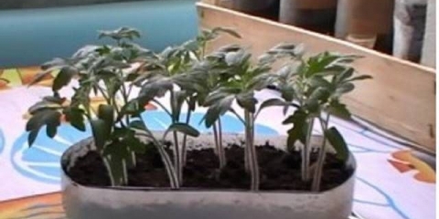 Zaroniti sadnice paradajza