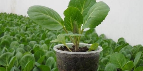 Branje kupusa kod kuće