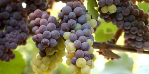 Pinot (pinot sivi, gris, franc, blanc) - sorta vina i grožđa, opis