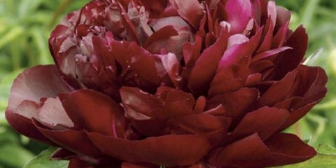 Božur armani: fotografija i opis, recenzije