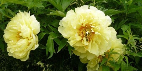 Peony bartzella: fotografija i opis, recenzije