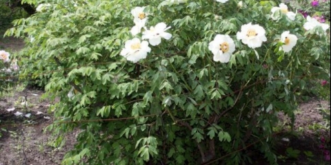 Božur bijeli: fotografija, sorte s imenima i opisima