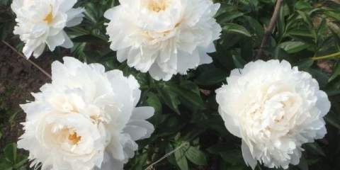 Posuda za kremu od božura: fotografija i opis, recenzije