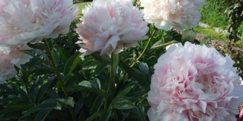 Parfe od šifona od božura (parfe od šifona): fotografija i opis, recenzije