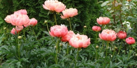 Peony coral supreme (coral supreme): fotografija i opis, recenzije