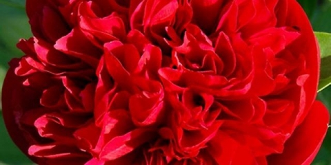 Parkovi božura diana: fotografija i opis, recenzije