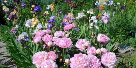 Božur joker: fotografija i opis, recenzije