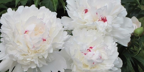 Peony festiva maxima: fotografija i opis, recenzije