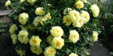 Vrtno blago božura (žuto blago): fotografija i opis sorte, recenzije