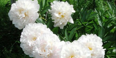 Gardenia božur: fotografija i opis, recenzije