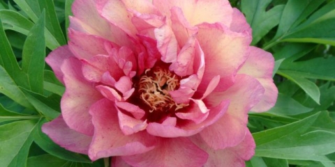 Hillary peony: fotografija i opis, recenzije