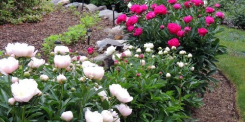 Hibrid ito božura: opis, najbolje sorte, fotografije, recenzije