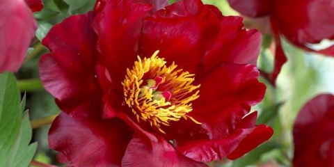 Božur ito-hibrid scarlet haven: fotografija i opis, recenzije