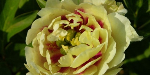 Žuti krunski božur (žuta kruna): fotografija i opis, recenzije