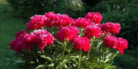 Božur kanzas: fotografija i opis, recenzije