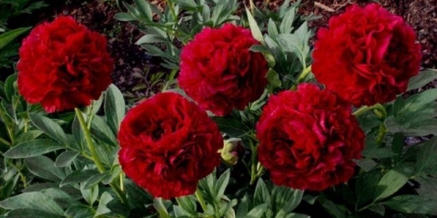 Peony carol: fotografija i opis, recenzije