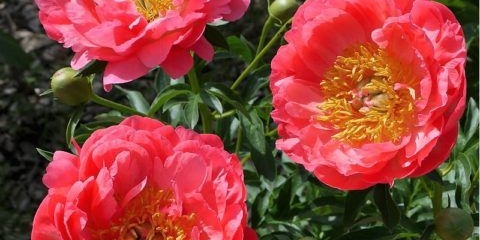 Božur koraljni zalazak sunca: fotografija i opis, recenzije