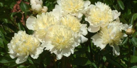 Desert peony laura: fotografija i opis, recenzije