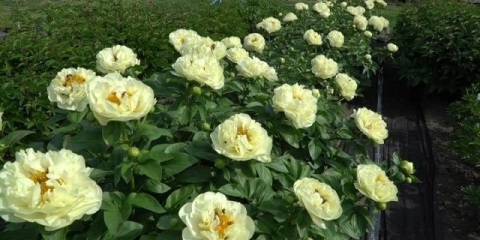 Božur limun šifon (limunski šifon): fotografija i opis, recenzije