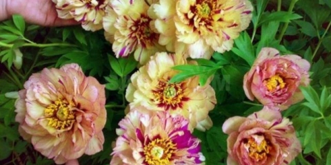 Božur lizalica (lizalica): fotografija i opis, recenzije