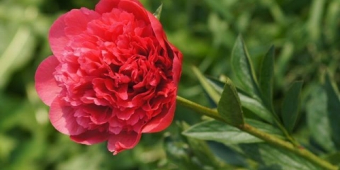 Božur lorelei (lorelei): fotografija i opis, recenzije