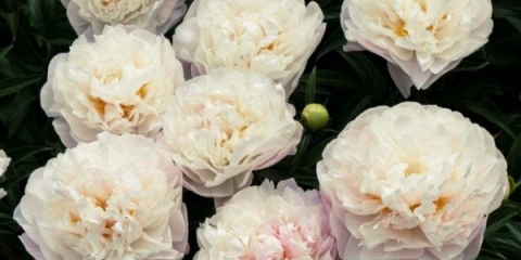 Božur madame calo (m-me calot): fotografija i opis, recenzije