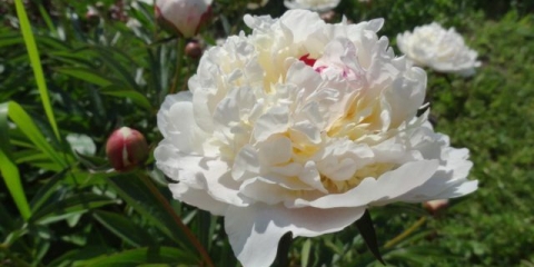 Božur marie lemoine: fotografija i opis, recenzije