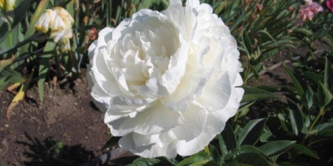 Izbor majčinog božura: fotografija i opis, recenzije