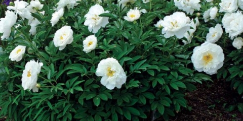 Božur miss amerike: fotografija i opis, recenzije