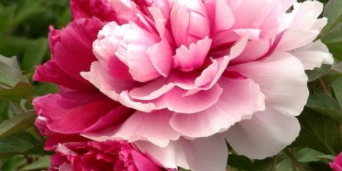 Peony mr.ed.: fotografija i opis, recenzije