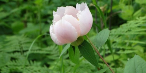 Mliječni božur: fotografija i opis, sorte, razlika od zeljastih