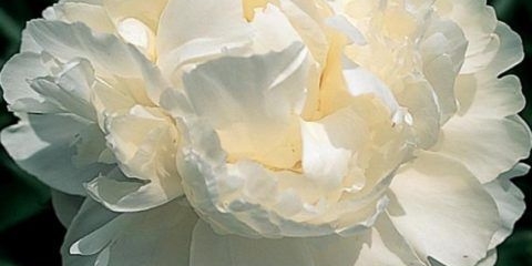 Božur mjesec iznad barringtona (mjesec iznad barringtona)