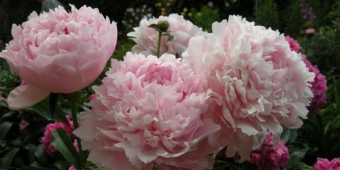 Božur nick shaylor: fotografija i opis, recenzije