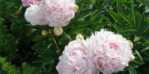 Božur nancy nora: fotografija i opis, recenzije