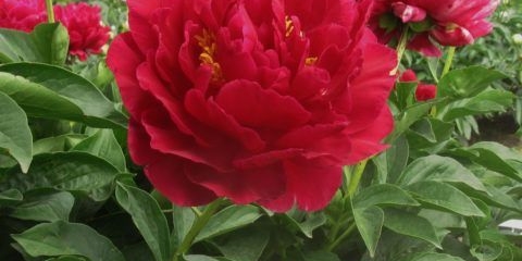 Božur stari faithfull: opis i fotografija