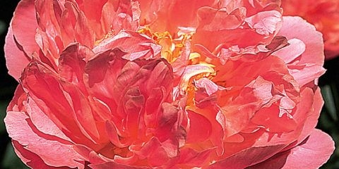 Božur ružičasti havajski koral (pink hawaii coral): fotografija i opis, recenzije