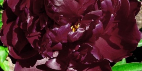 Marka božura petra: opis, fotografija, sadnja i njega