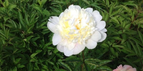 Božur primavera: fotografija i opis, recenzije