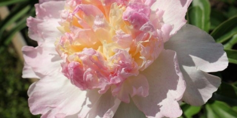 Peony malina sundae (raspberry sundae): fotografija i opis, recenzije