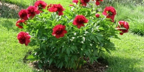 Božur crveni šarm (crveni šarm): fotografija i opis, recenzije