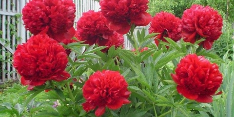 Božur crveni magija (crvena magija): fotografija i opis, recenzije