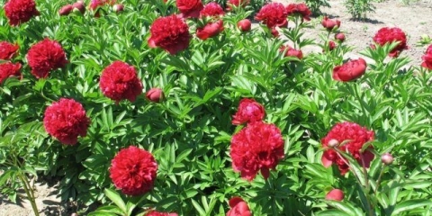 Božur crveni pauk: fotografija i opis, recenzije