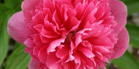 Božur rosi u zatočeništvu (zarobljeništvo rosea): fotografija i opis, recenzije