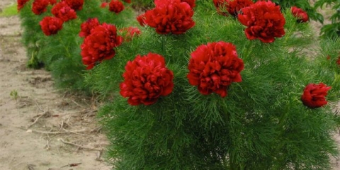 Božur rubra zatočeništvo: fotografija i opis, recenzije