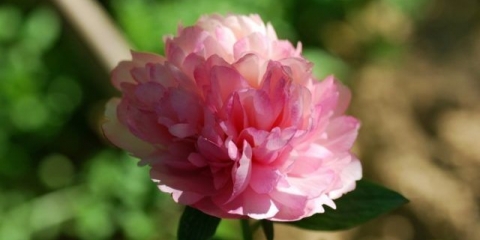 Slava lososa božura: fotografija i opis, recenzije