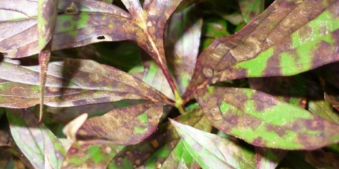 Božur sarah bernhardt: fotografija i opis, recenzije