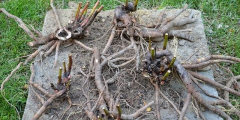 Hram peony shirley: fotografija i opis, recenzije